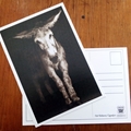 Postcard : Most beautiful Donkey
