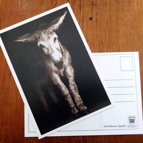 Postcard : Most beautiful Donkey