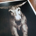 Postcard : Most beautiful Donkey